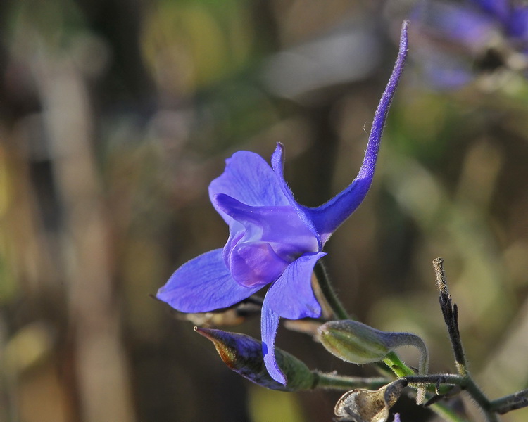 Delphinium consolida / Speronella consolida